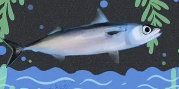 和海鱼小说一样的手机软件